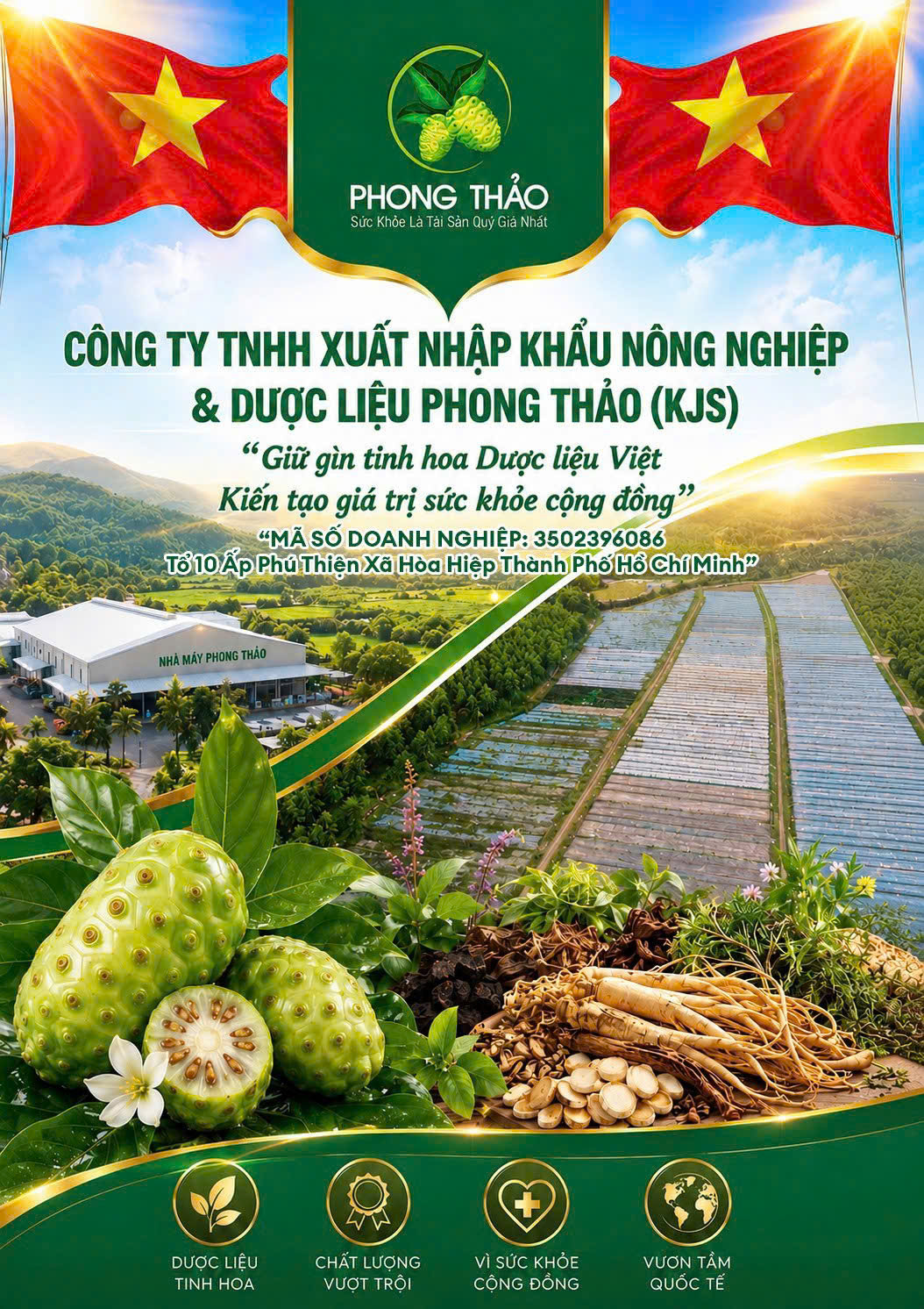 Dược Liệu Việt Phong Thảo: Hành Trình Đánh Thức Giá Trị Trái Nhàu Bản Địa Và Khát Vọng Vươn Tầm Quốc Tế